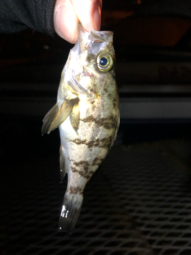 メバルの釣果