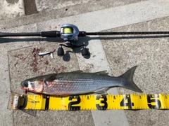 ボラの釣果