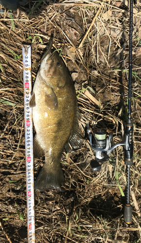 スモールマウスバスの釣果