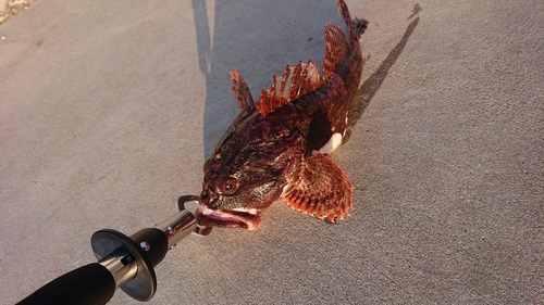 オニカジカの釣果