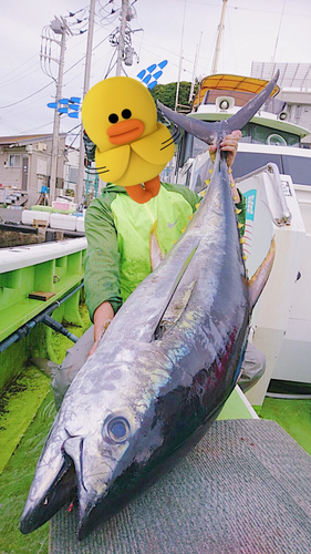 キハダマグロの釣果