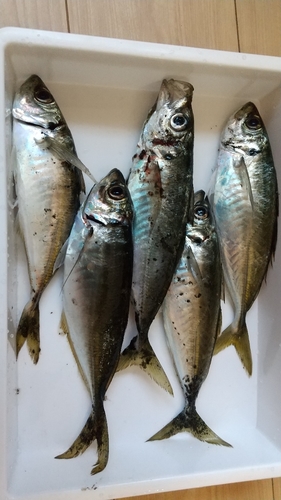 アジの釣果