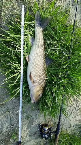 ニゴイの釣果