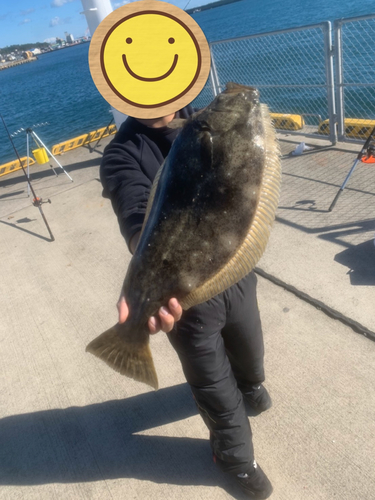 ヒラメの釣果