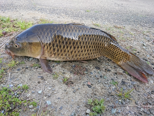 コイの釣果