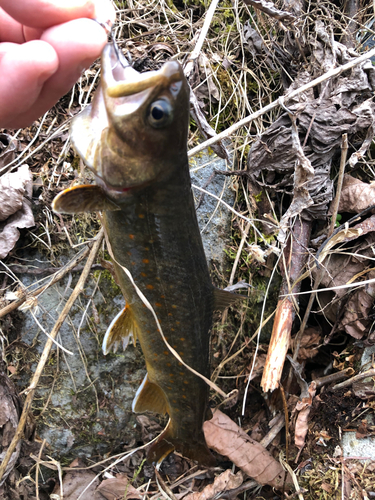 ヤマトイワナの釣果