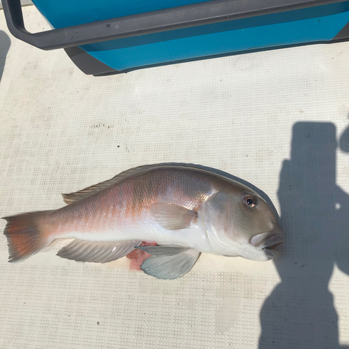 アマダイの釣果