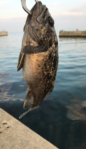 ソイの釣果