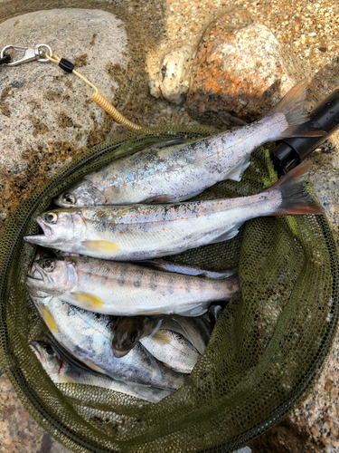 アマゴの釣果