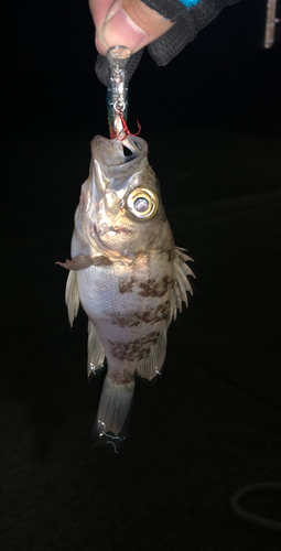 シロメバルの釣果