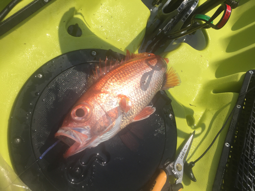 アカムツの釣果