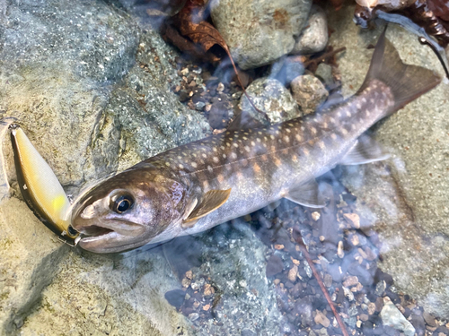 ニッコウイワナの釣果