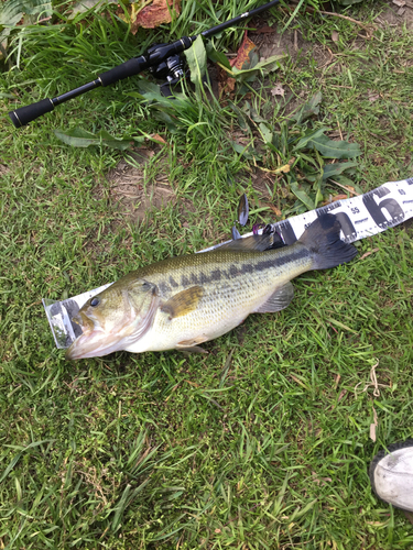 ブラックバスの釣果