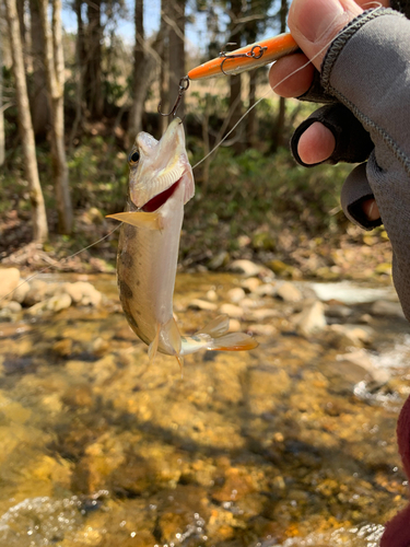 ヤマメの釣果