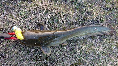 ナマズの釣果