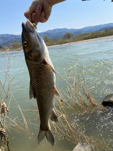 ニゴイの釣果