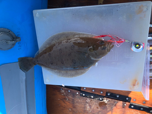 カレイの釣果