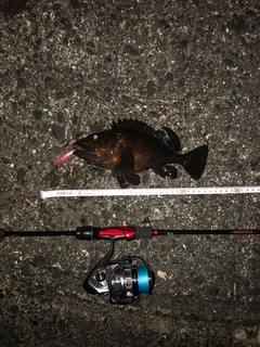 ムラソイの釣果
