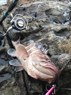 アオハタの釣果