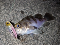 メバルの釣果