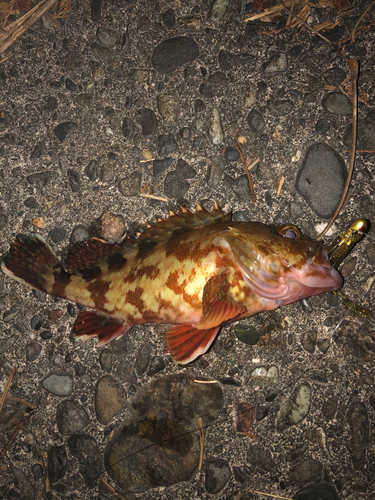 カサゴの釣果