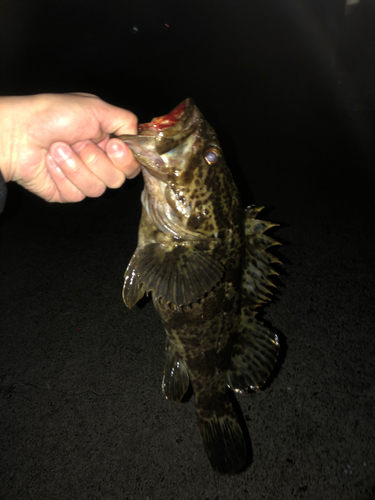 タケノコメバルの釣果