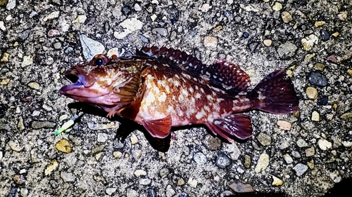 カサゴの釣果