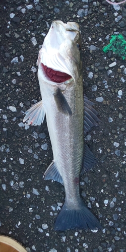 スズキの釣果