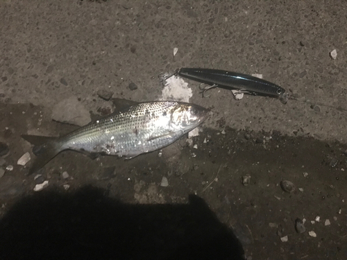 コノシロの釣果