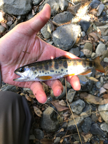 ヤマメの釣果