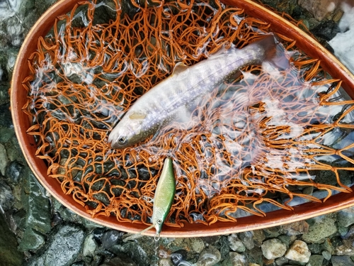 イワナの釣果