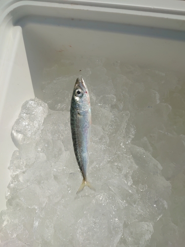 サバの釣果