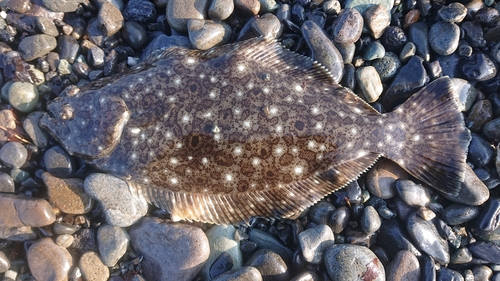 ヒラメの釣果