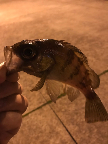 シロメバルの釣果