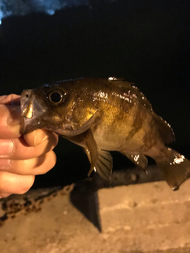 シロメバルの釣果