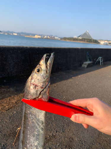 タチウオの釣果