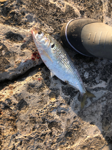 コノシロの釣果