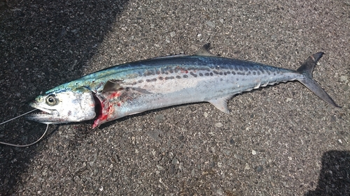 サゴシの釣果