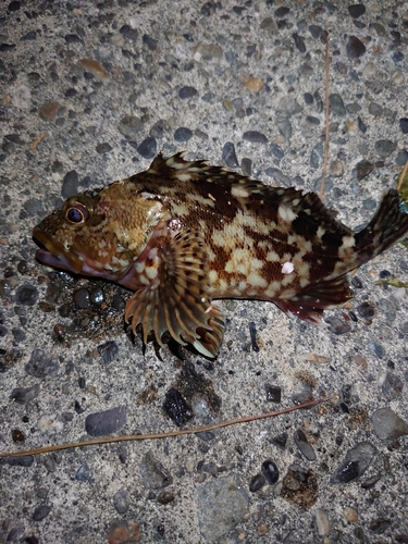 カサゴの釣果