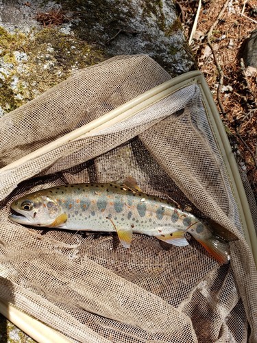 アマゴの釣果