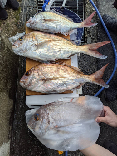 タイの釣果