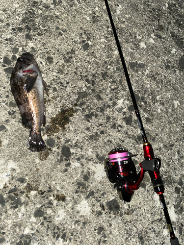 ソイの釣果