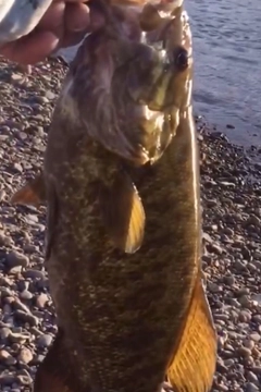 スモールマウスバスの釣果