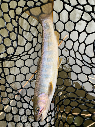 イワナの釣果