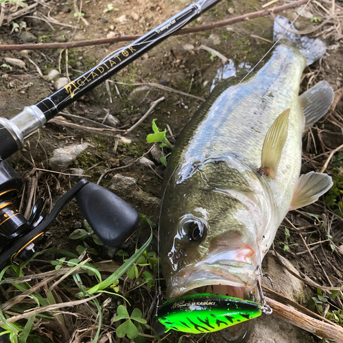 ブラックバスの釣果