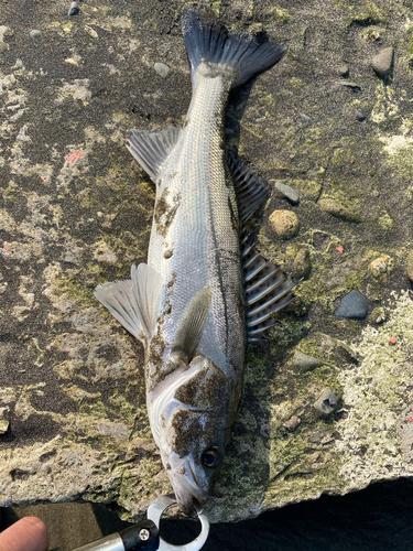 フッコ（マルスズキ）の釣果