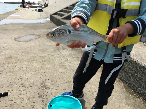 コノシロの釣果