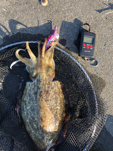 コウイカの釣果