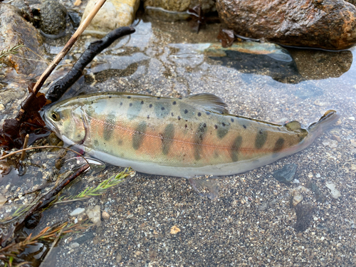 ヤマメの釣果