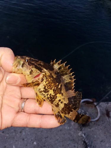 タケノコメバルの釣果